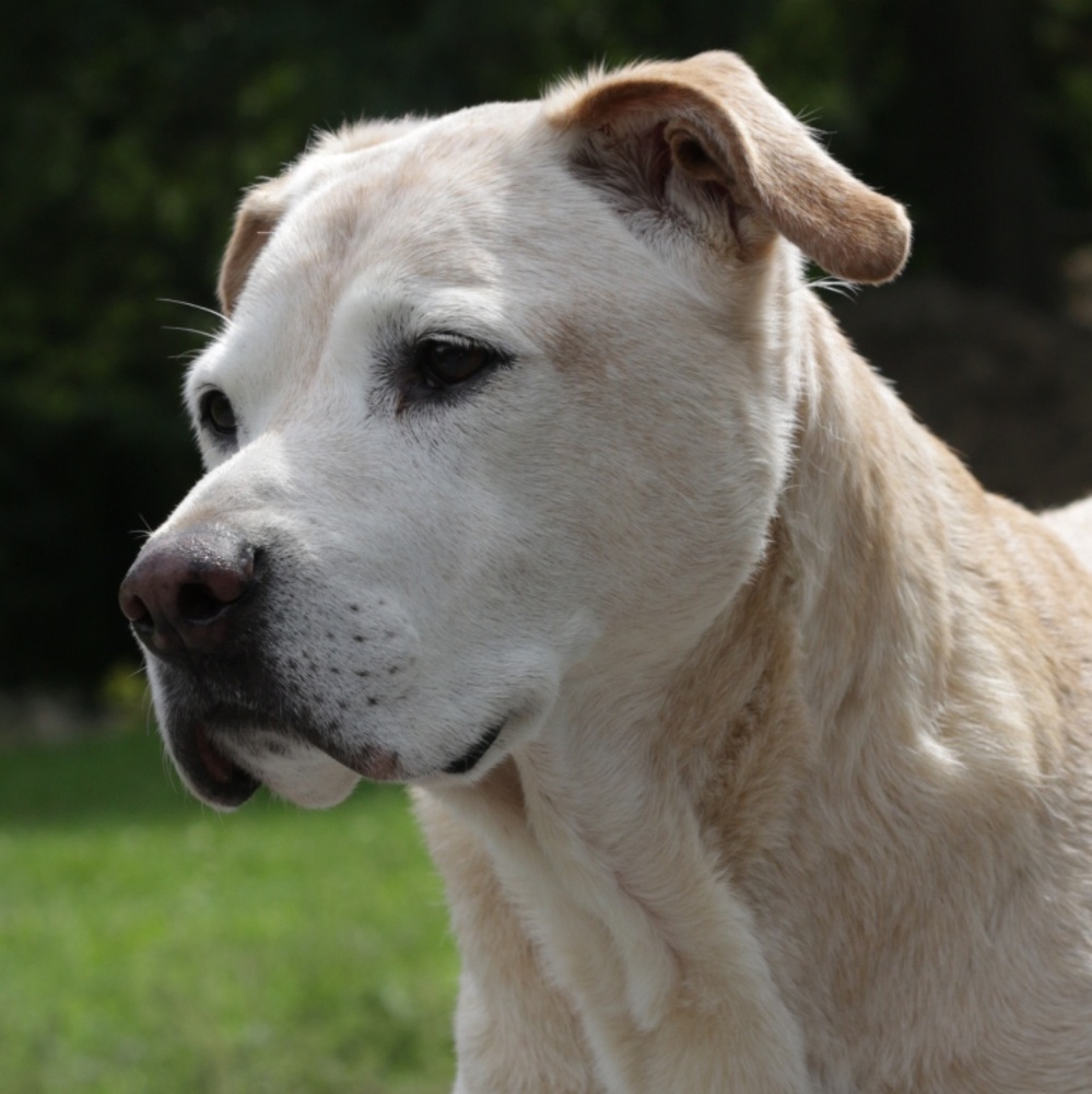 Meet your Posher, Bea